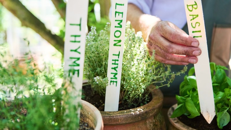 How to Grow Thyme Indoors: 9 Expert Tips
