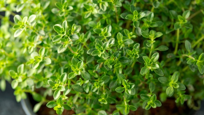 How to Grow Thyme Indoors: 9 Expert Tips