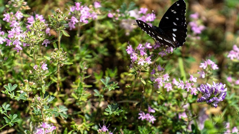 How to Grow Thyme Indoors: 9 Expert Tips