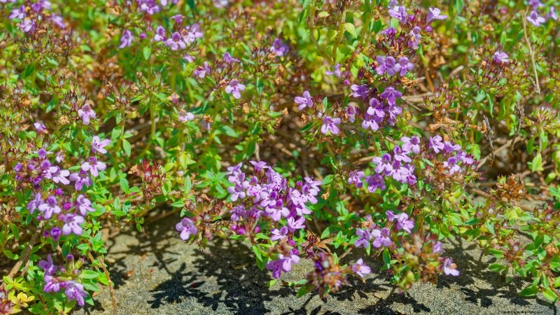 How to Grow Thyme Indoors: 9 Expert Tips
