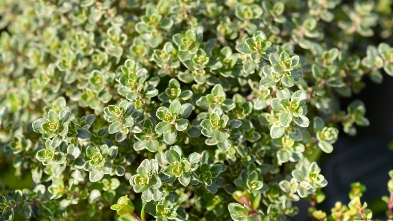 How to Grow Thyme Indoors: 9 Expert Tips
