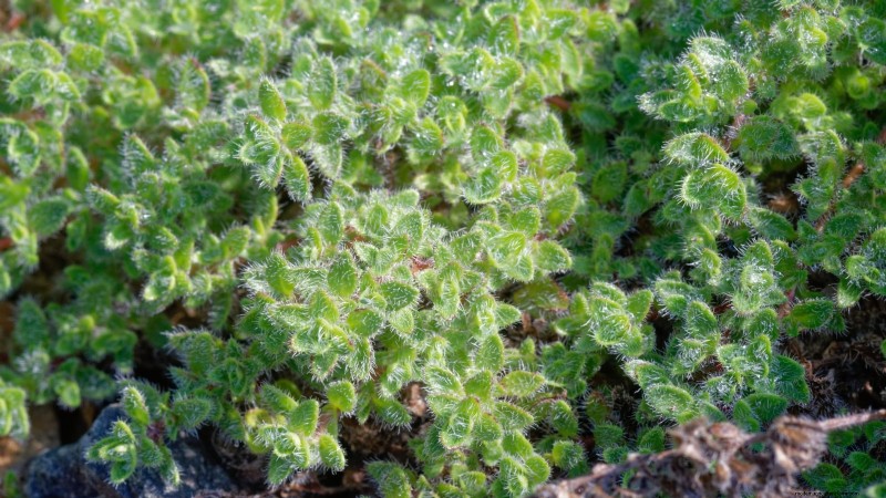 How to Grow Thyme Indoors: 9 Expert Tips
