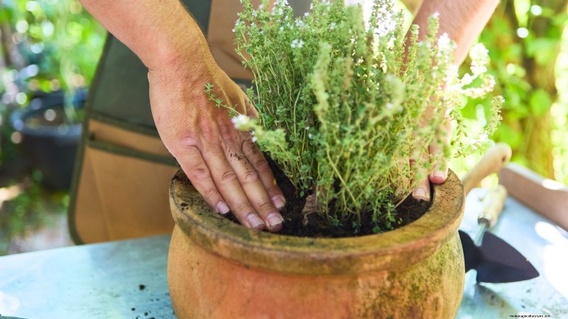 How to Grow Thyme Indoors: 9 Expert Tips