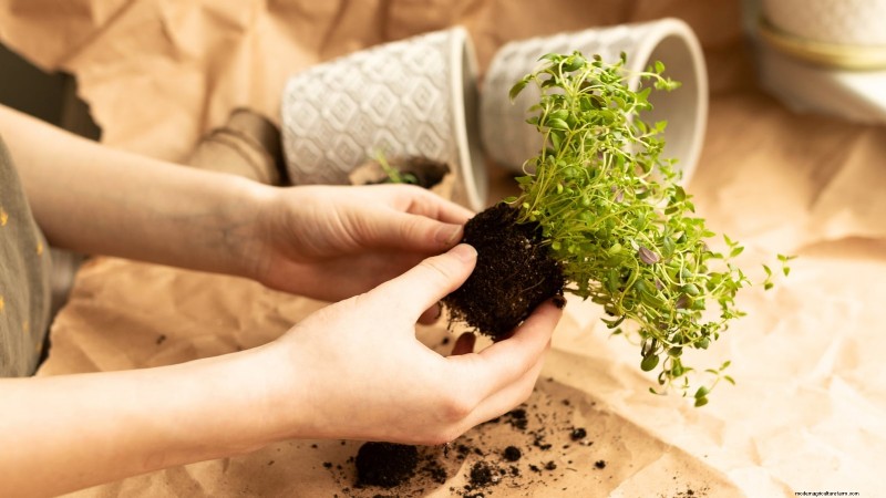 How to Grow Thyme Indoors: 9 Expert Tips