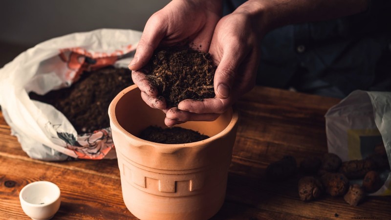 How to Grow Thyme Indoors: 9 Expert Tips