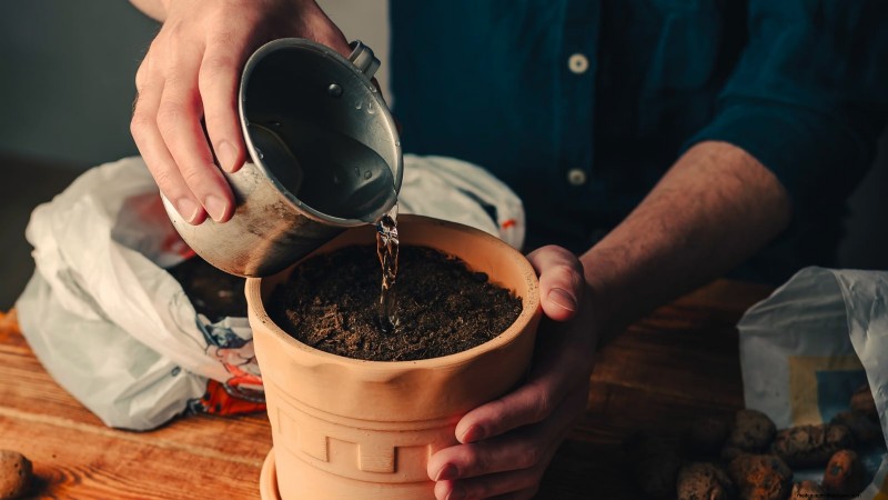 How to Grow Thyme Indoors: 9 Expert Tips