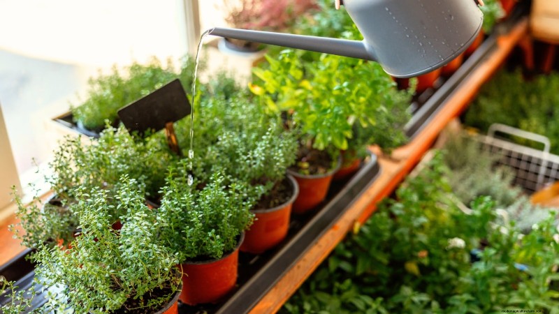 How to Grow Thyme Indoors: 9 Expert Tips