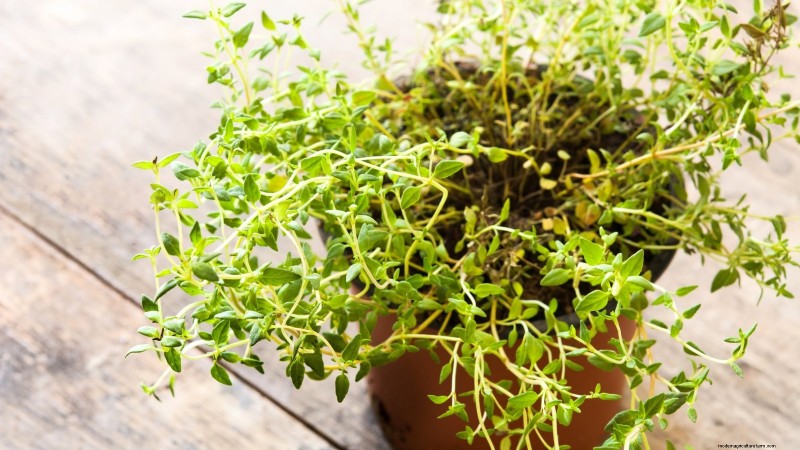 How to Grow Thyme Indoors: 9 Expert Tips