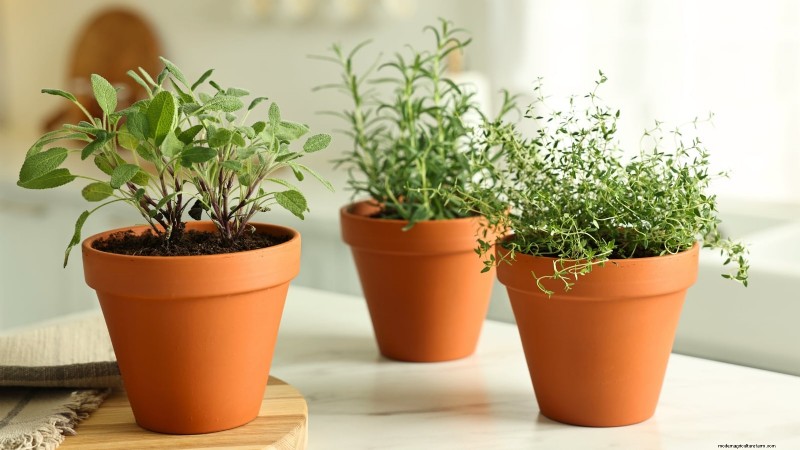 How to Grow Thyme Indoors: 9 Expert Tips