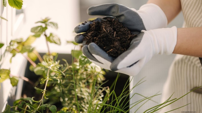 How to Grow Thyme Indoors: 9 Expert Tips