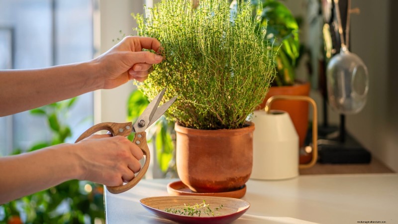 How to Grow Thyme Indoors: 9 Expert Tips