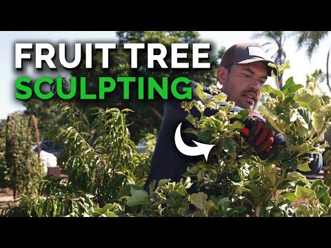 Safeguard Early‑Blooming Fruit Trees from Late‑Season Frost