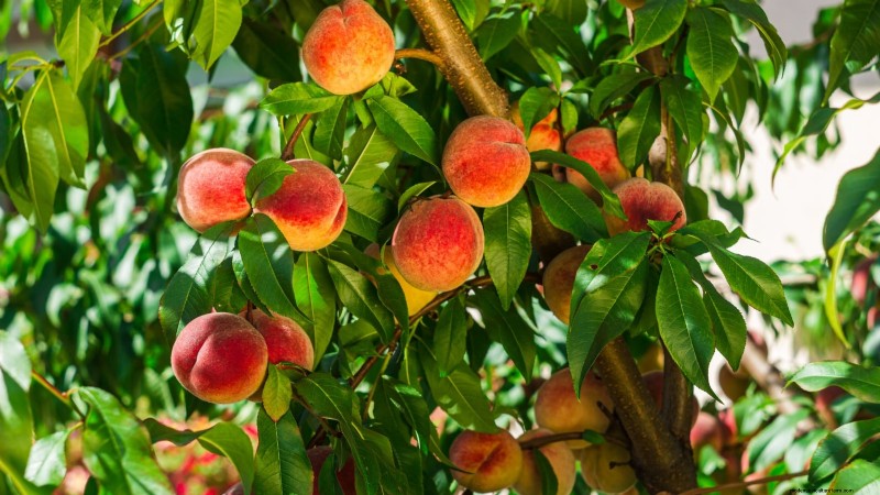 Safeguard Early‑Blooming Fruit Trees from Late‑Season Frost