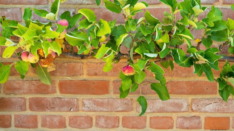 Safeguard Early‑Blooming Fruit Trees from Late‑Season Frost