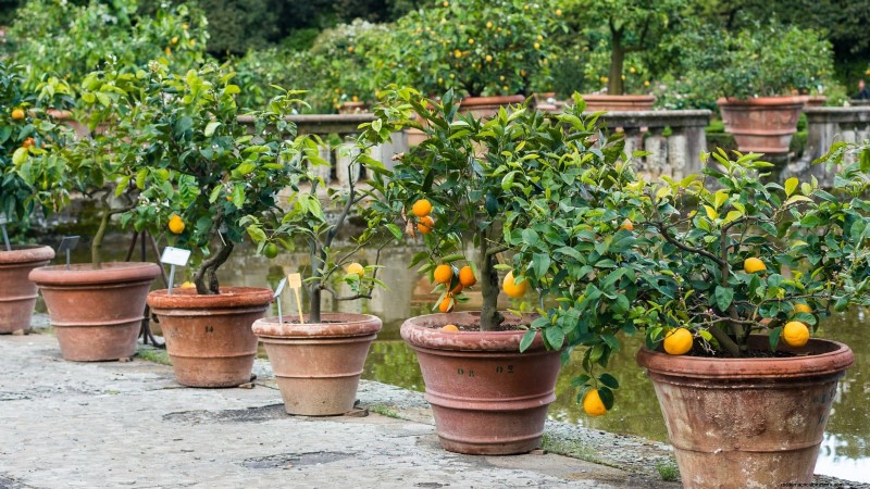 Safeguard Early‑Blooming Fruit Trees from Late‑Season Frost