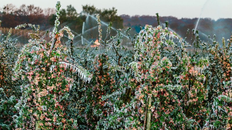 Safeguard Early‑Blooming Fruit Trees from Late‑Season Frost