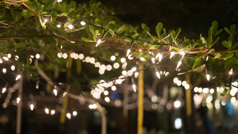 Safeguard Early‑Blooming Fruit Trees from Late‑Season Frost