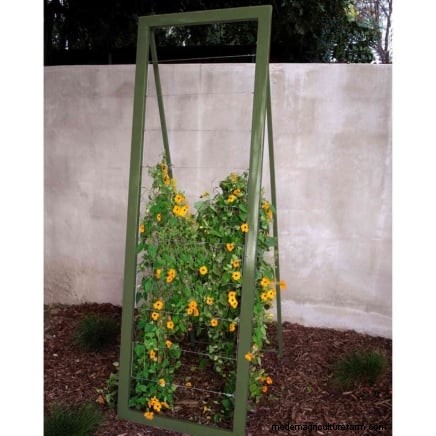 Pruning Grapevines: When, How, and Best Practices for Healthy Growth