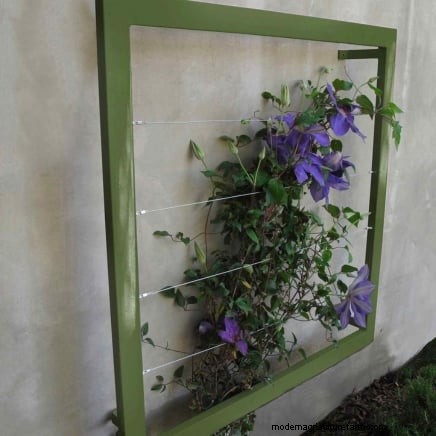 Pruning Grapevines: When, How, and Best Practices for Healthy Growth