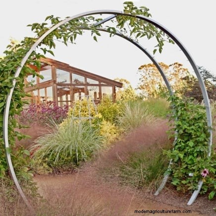 Pruning Grapevines: When, How, and Best Practices for Healthy Growth
