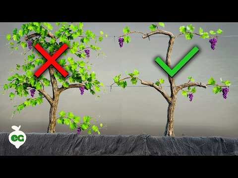 Pruning Grapevines: When, How, and Best Practices for Healthy Growth