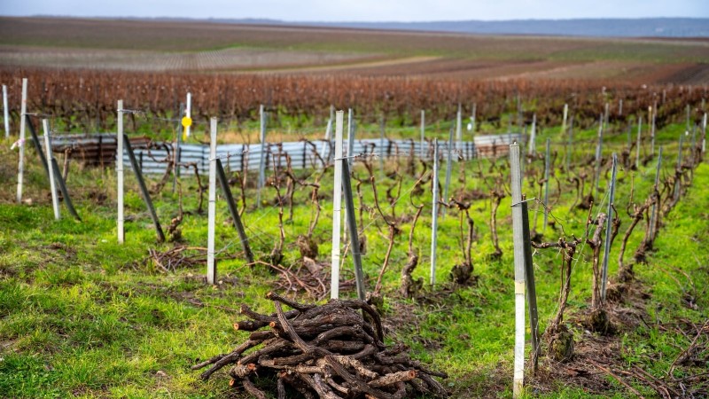 Pruning Grapevines: When, How, and Best Practices for Healthy Growth