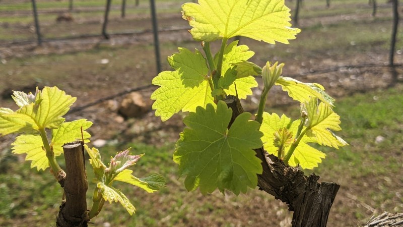 Pruning Grapevines: When, How, and Best Practices for Healthy Growth
