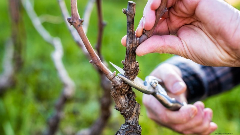 Pruning Grapevines: When, How, and Best Practices for Healthy Growth