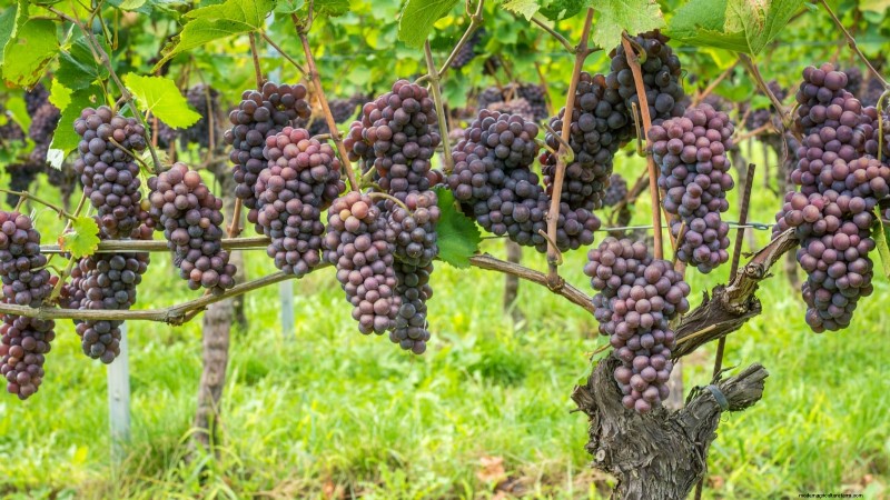 Pruning Grapevines: When, How, and Best Practices for Healthy Growth