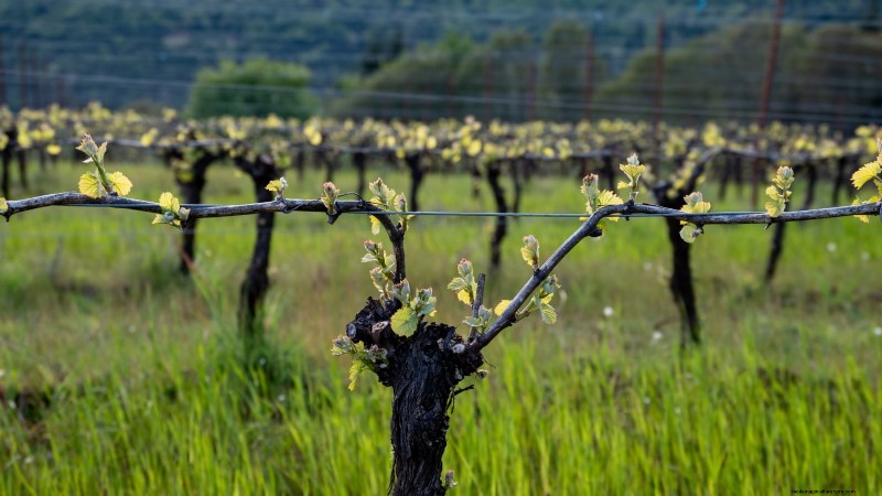 Pruning Grapevines: When, How, and Best Practices for Healthy Growth