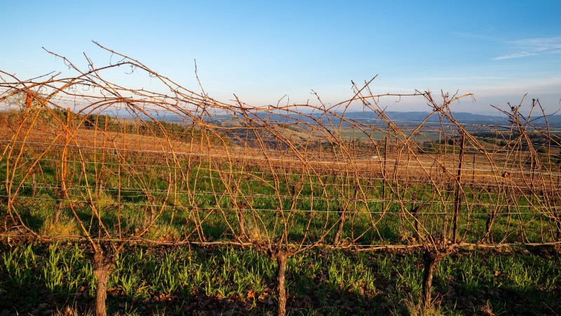 Pruning Grapevines: When, How, and Best Practices for Healthy Growth