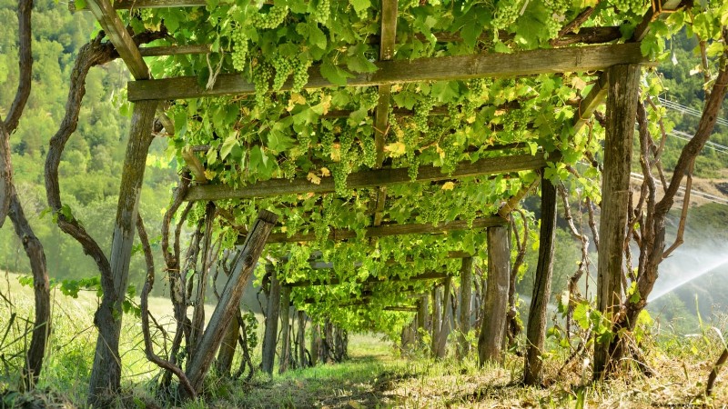 Pruning Grapevines: When, How, and Best Practices for Healthy Growth