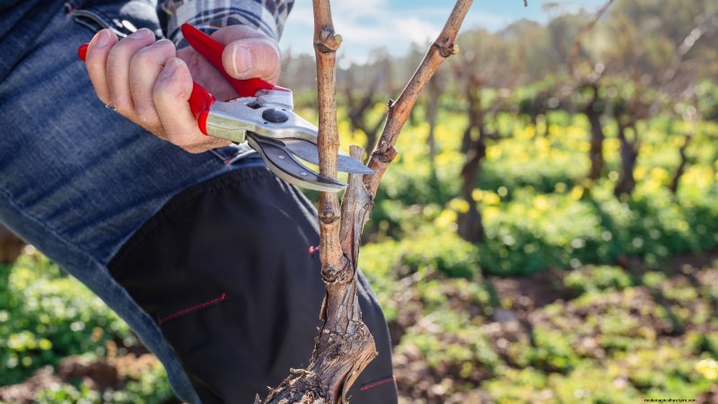 Pruning Grapevines: When, How, and Best Practices for Healthy Growth