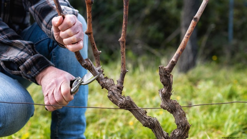 Pruning Grapevines: When, How, and Best Practices for Healthy Growth