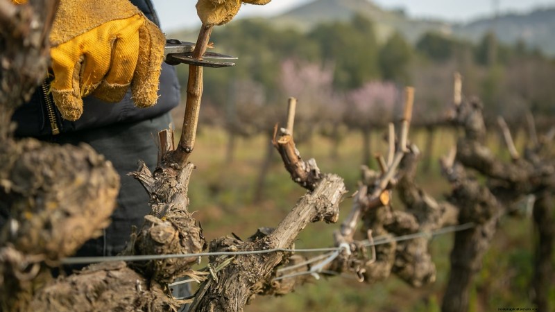 Pruning Grapevines: When, How, and Best Practices for Healthy Growth
