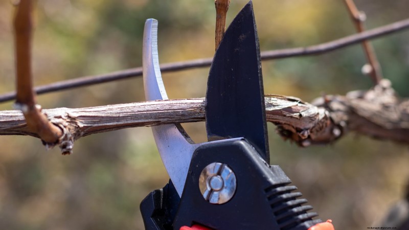 Pruning Grapevines: When, How, and Best Practices for Healthy Growth