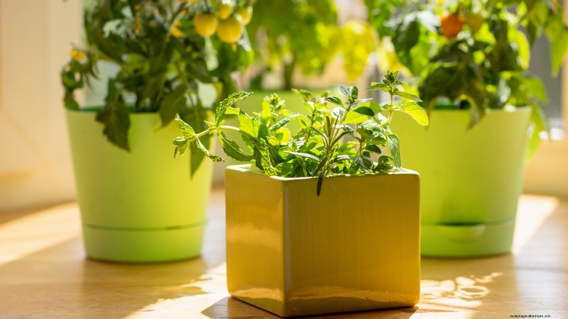 Indoor Oregano Cultivation: 9 Expert Tips for Thriving Herb Growth
