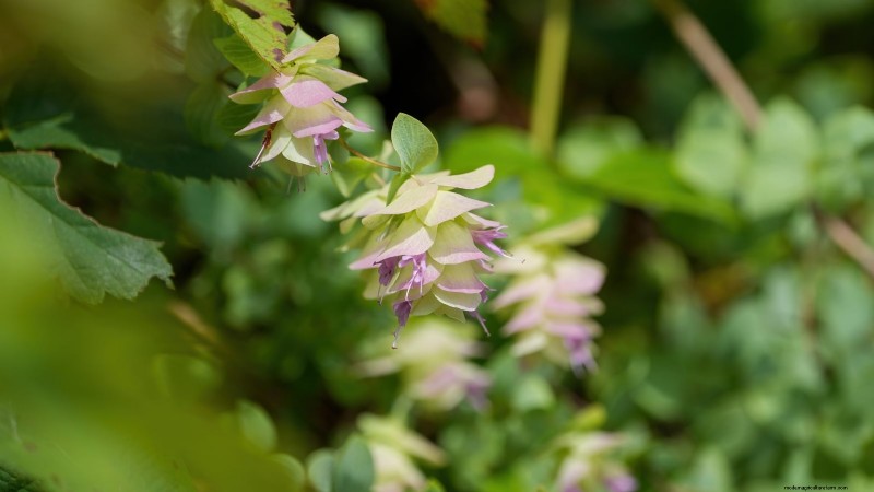 Indoor Oregano Cultivation: 9 Expert Tips for Thriving Herb Growth