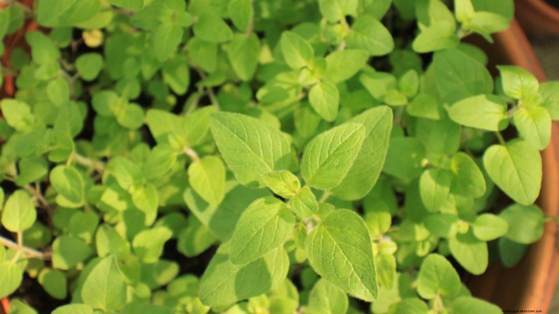 Indoor Oregano Cultivation: 9 Expert Tips for Thriving Herb Growth