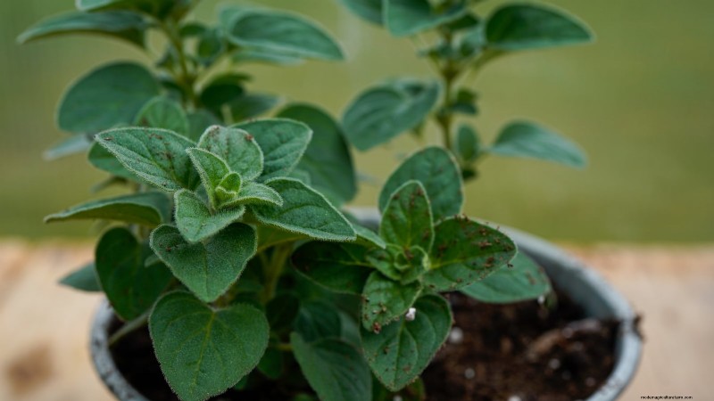 Indoor Oregano Cultivation: 9 Expert Tips for Thriving Herb Growth