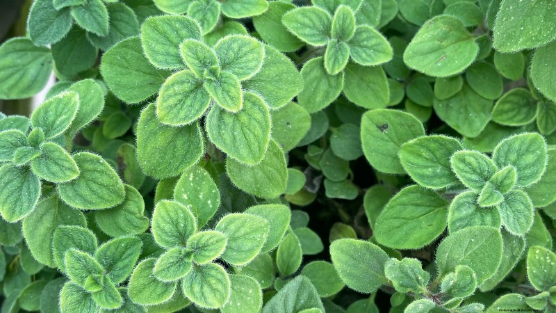 Indoor Oregano Cultivation: 9 Expert Tips for Thriving Herb Growth