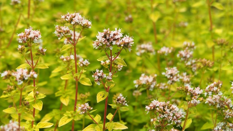 Indoor Oregano Cultivation: 9 Expert Tips for Thriving Herb Growth