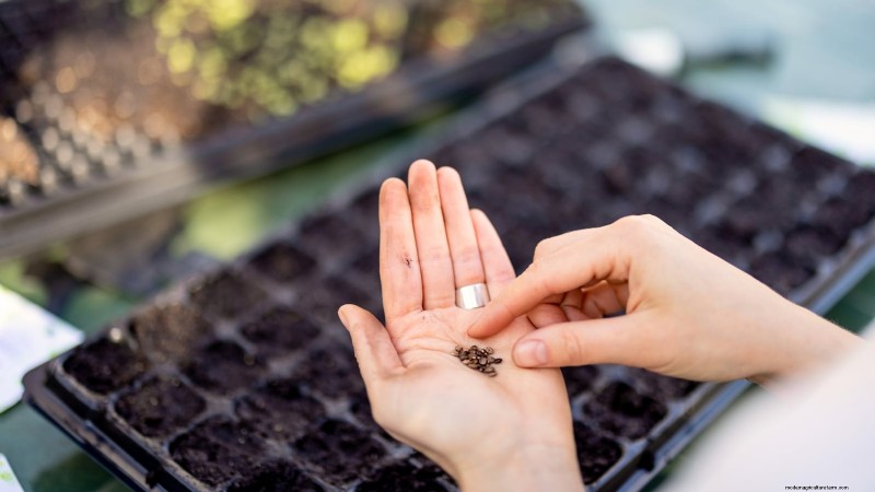 Indoor Oregano Cultivation: 9 Expert Tips for Thriving Herb Growth