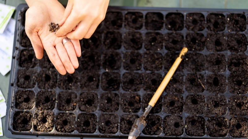 Indoor Oregano Cultivation: 9 Expert Tips for Thriving Herb Growth