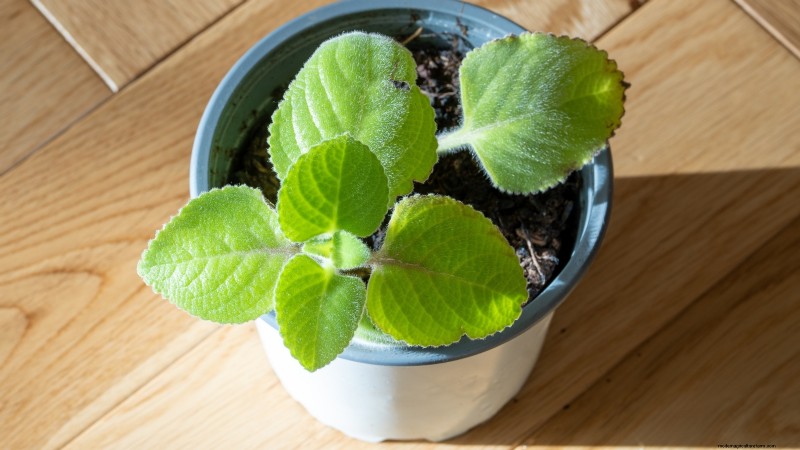 Indoor Oregano Cultivation: 9 Expert Tips for Thriving Herb Growth