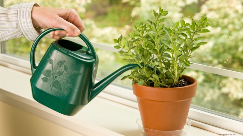 Indoor Oregano Cultivation: 9 Expert Tips for Thriving Herb Growth