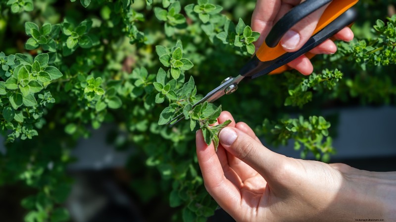 Indoor Oregano Cultivation: 9 Expert Tips for Thriving Herb Growth