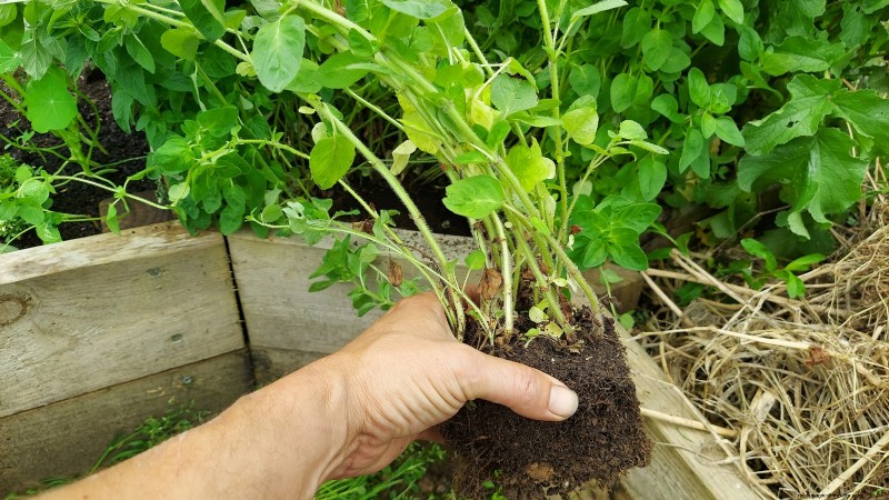 Indoor Oregano Cultivation: 9 Expert Tips for Thriving Herb Growth