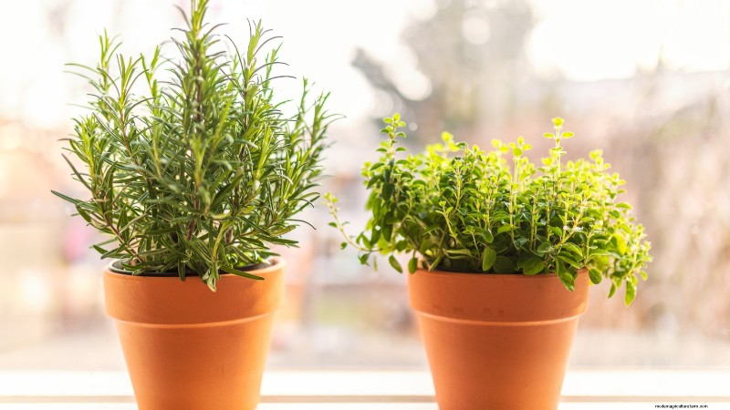 Indoor Oregano Cultivation: 9 Expert Tips for Thriving Herb Growth