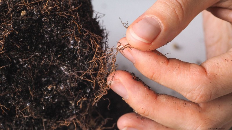 Indoor Oregano Cultivation: 9 Expert Tips for Thriving Herb Growth